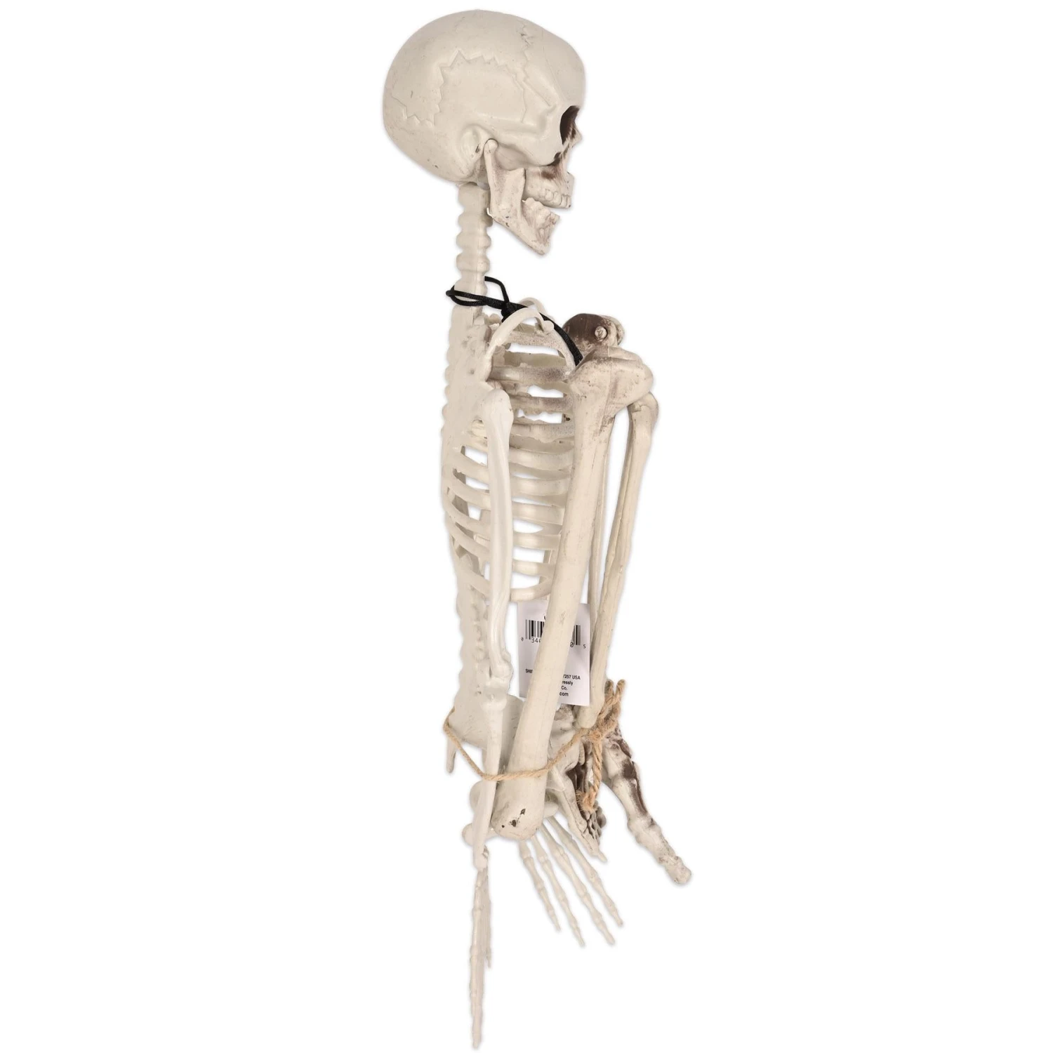 Halloween Plastic Skeleton 4 Halloween Plastic Skeleton - Image 4