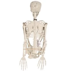 Halloween Plastic Skeleton 11 Halloween Plastic Skeleton -Bulk Party Supplies Shop 00495 i3 2 96eeb91d 419f 457e 88b1 d558ff43da78