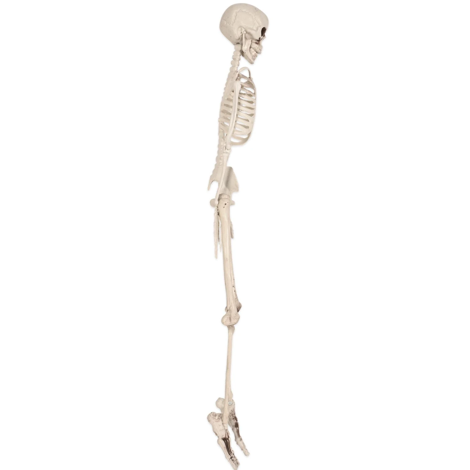 Halloween Plastic Skeleton 7 Halloween Plastic Skeleton - Image 7