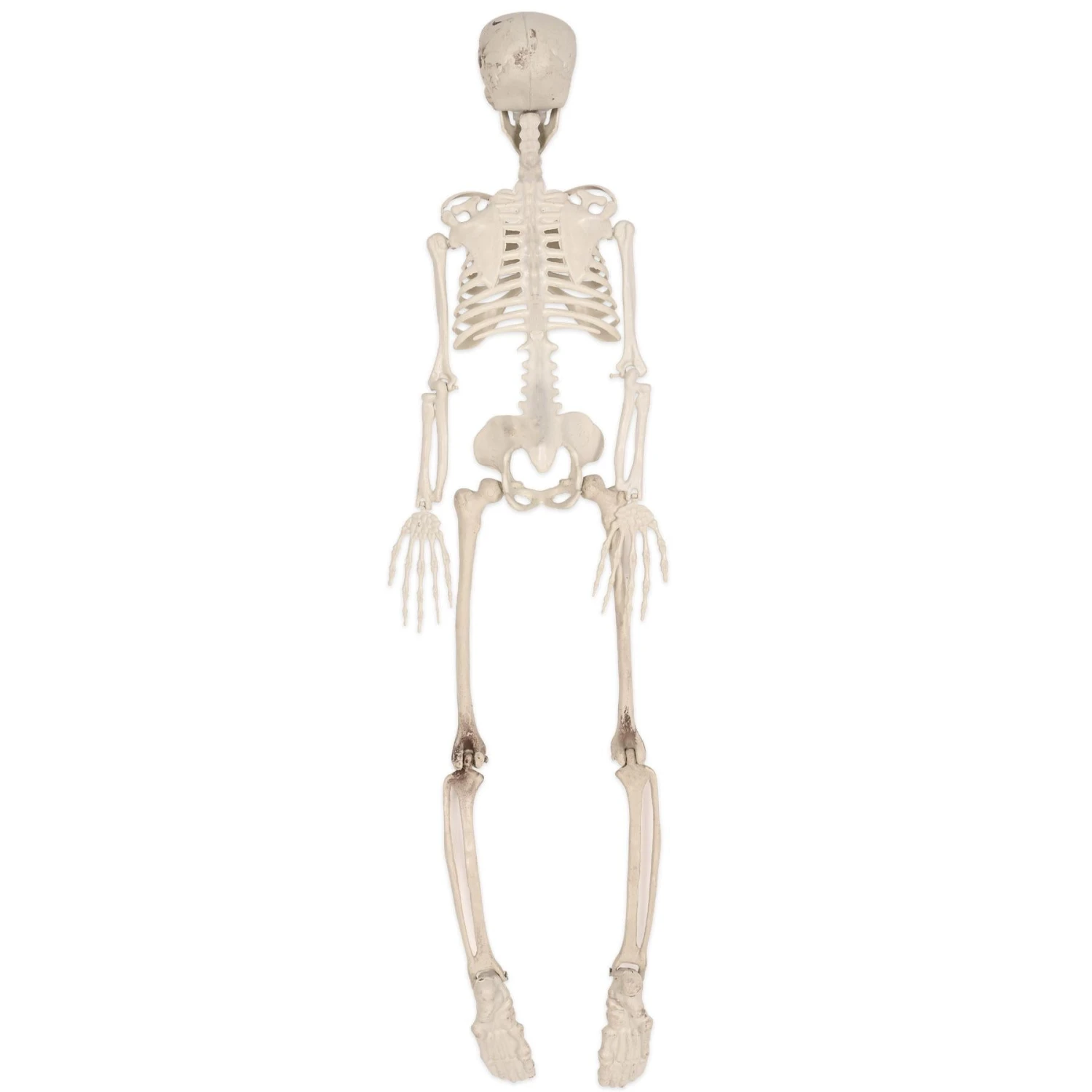 Halloween Plastic Skeleton 6 Halloween Plastic Skeleton - Image 6