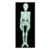 Halloween Plastic Nite-Glo Skeleton -Bulk Party Supplies Shop 00832